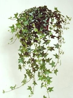 Hedera helix T 11