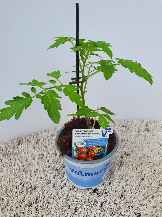 Tomate (Cherry) T 12 'Sanvitos' veredelt