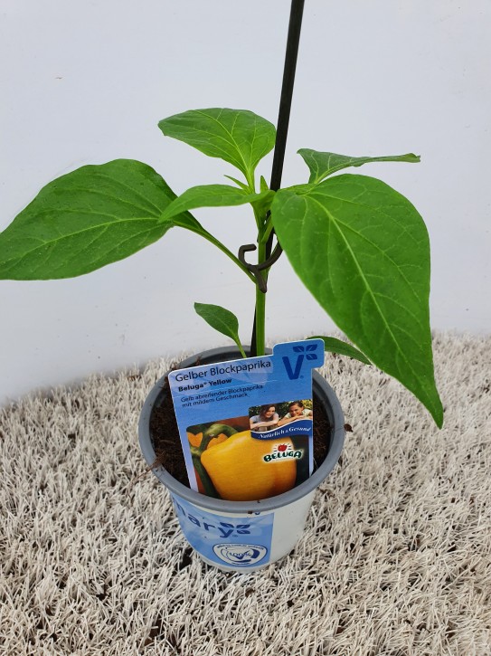 Paprika (Block) T 10,5 'Beluga Yellow' GELB
