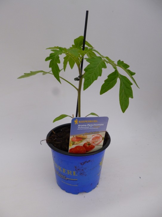 Tomate (Aroma-Fleisch) T 12 'Buffalo Steak' F 1 veredelt