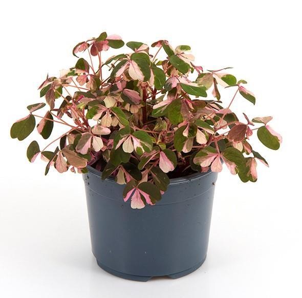 Oxalis vulcanicola 'M' T 10