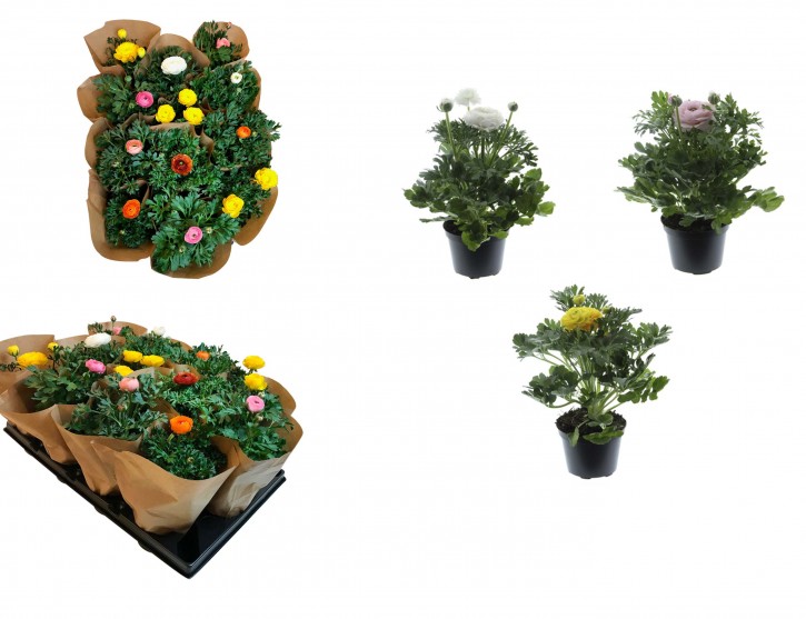 Ranunculus Hybriden T 10,5 MIX