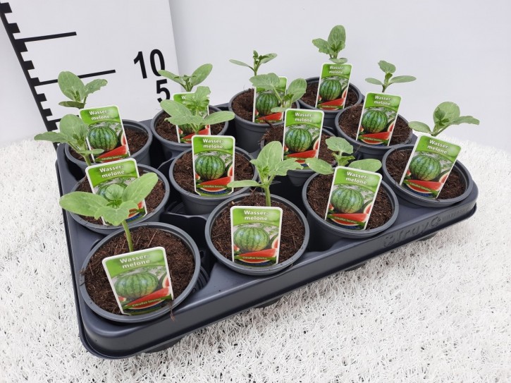 Wassermelone T 9