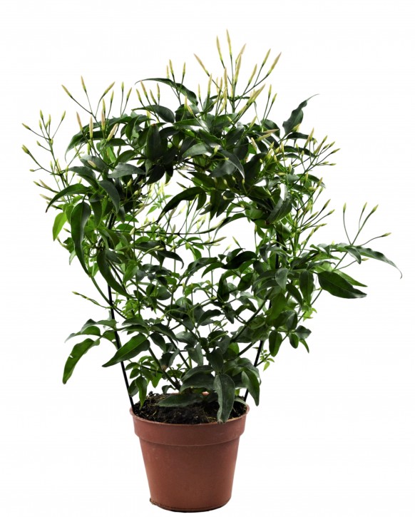Jasminum polyanthum T 8,5 Bogen