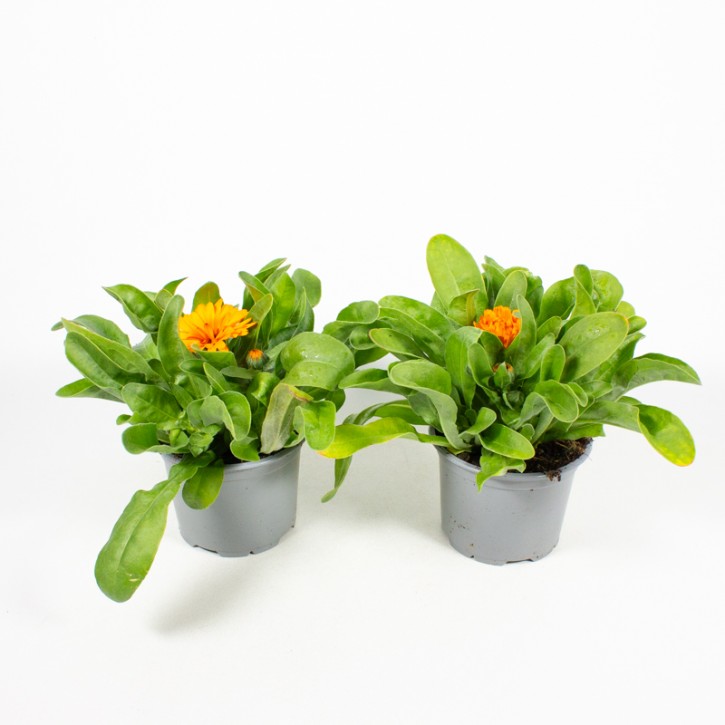 Calendula officinalis  T 13