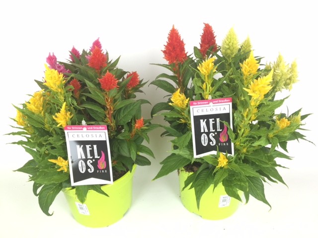 Celosia plumosa 'Kelos' T 19 TRIO