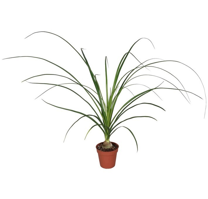 Beaucarnea recurvata T 9   (1 ppp)