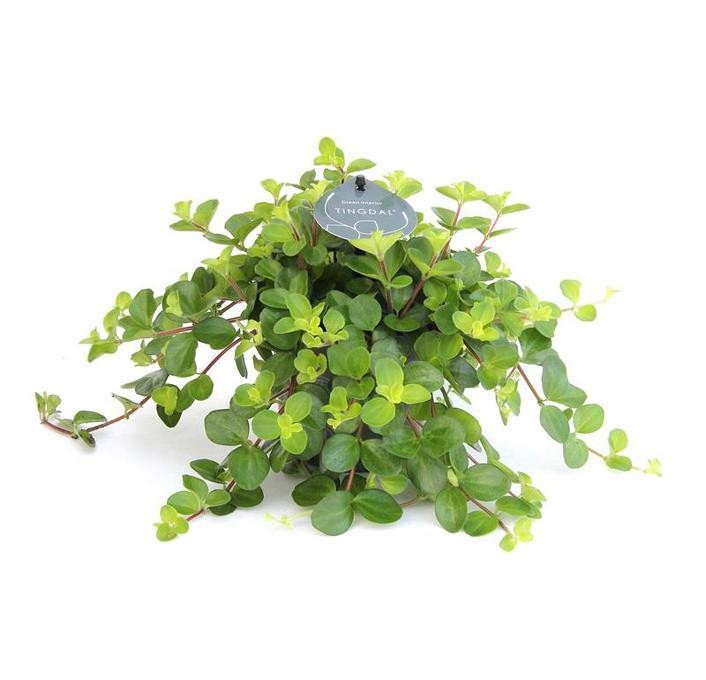 Peperomia rotundifolia T 12