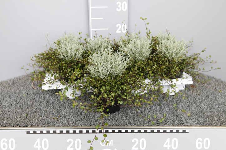 Santolina 'Fine Leaf' & Muehlenbeckia T 11