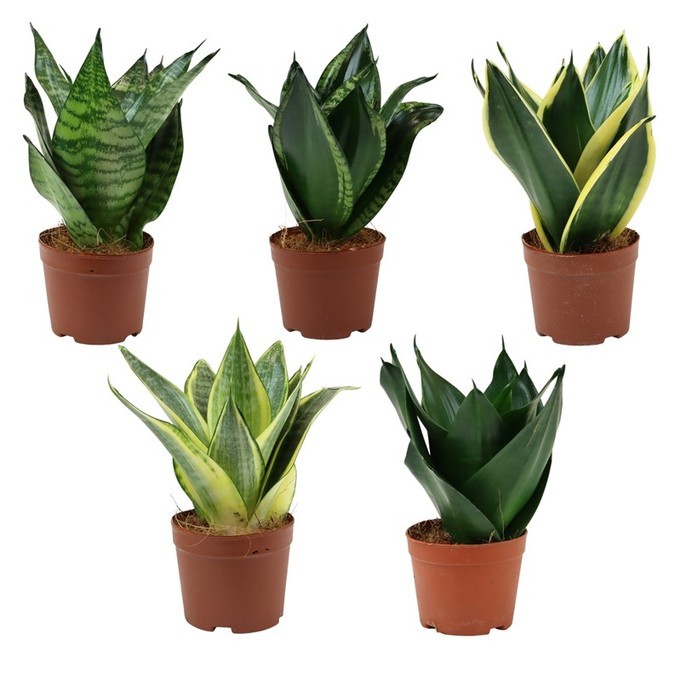 Sanseveria trifasciata 'Hahnii'   T 9   MIx