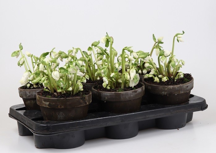 Helleborus niger T 16  BLATTLOS
