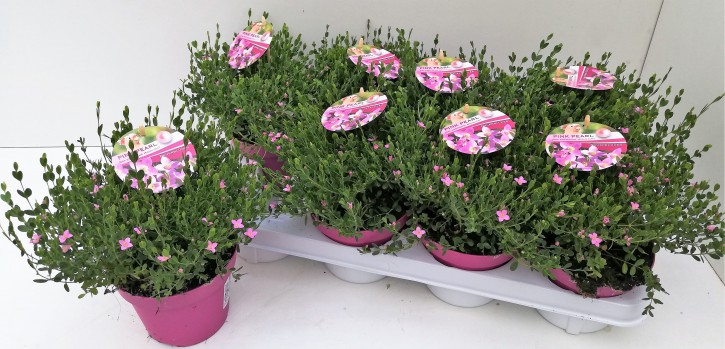 Boronia crenulata 'Pink Pearl' T 13