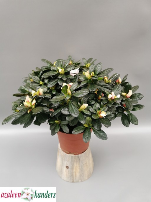 Rhododendron simsii 'Oase de Lo'  T 13   (25 - 27,5)