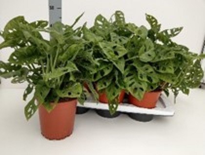 Monstera adansonii T 17