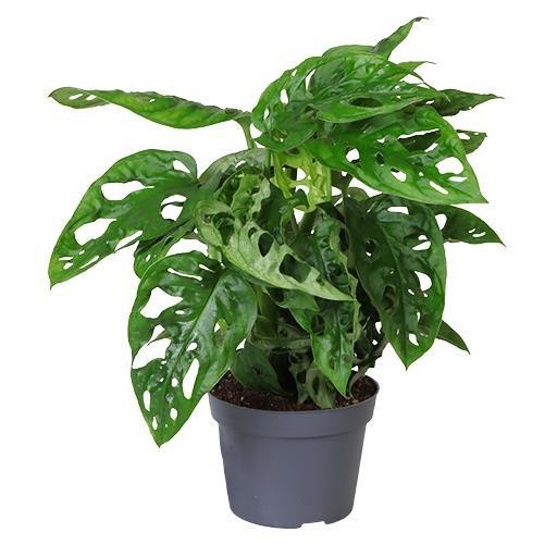 Monstera obliqua T 10,5