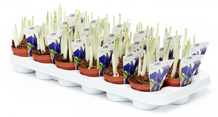 Iris reticulata T 9 (5 ppp) BLAU