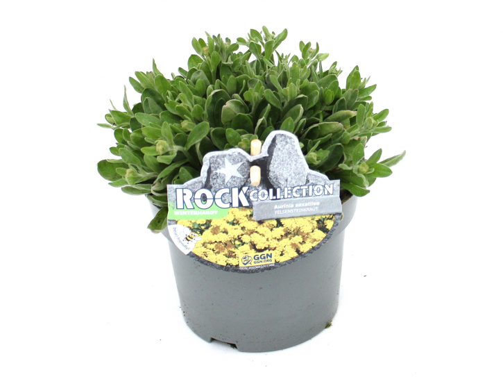 Alyssum saxatile T 13   RockCollection®