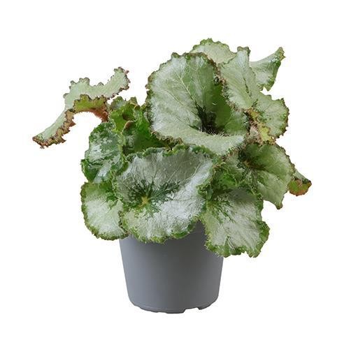 Begonia-Rex-Hybriden 'Escargot'   T 6 MINI