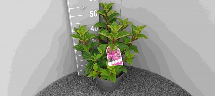 Hydrangea paniculata 'Pink Lady®' T 23