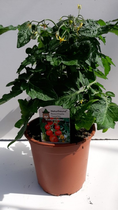 Tomate 'Balkon' T 19   ROT