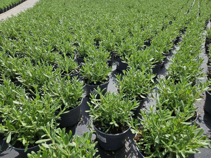 Lavandula angustifolia 'Ardeche Blue' T 13