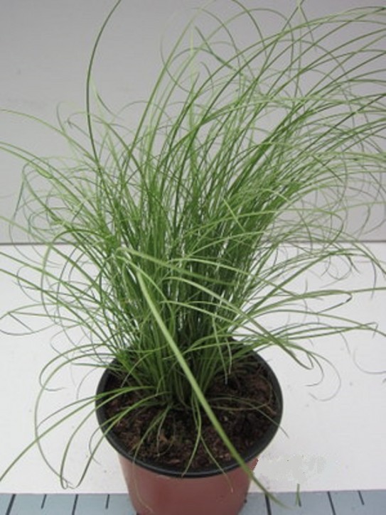 Carex comans 'Mint Curls' T 13