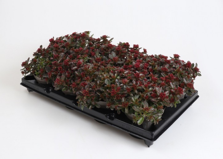 Sedum spurium 'Deep Rose' T 12