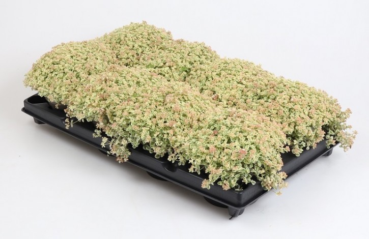 Sedum pellucida 'Little Missy' T 12