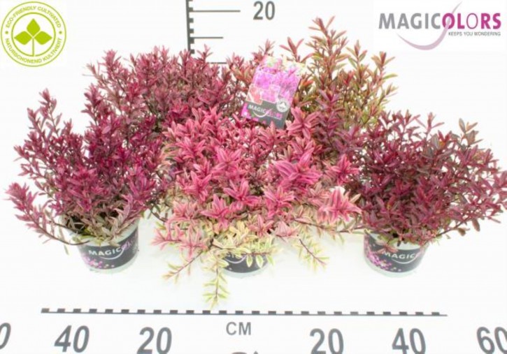 Hebe-Andersonii-Hybriden MagiColors® T 12 MIX