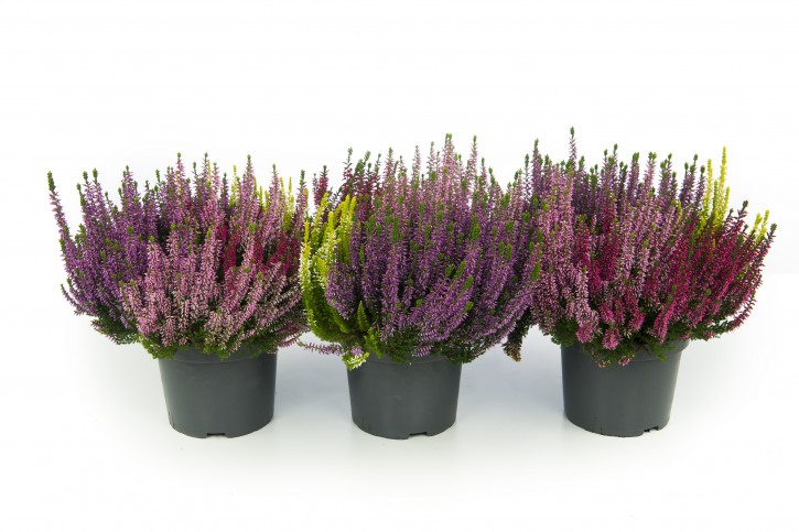 Calluna vulgaris T 17 Beauty Ladies® QUATTRO