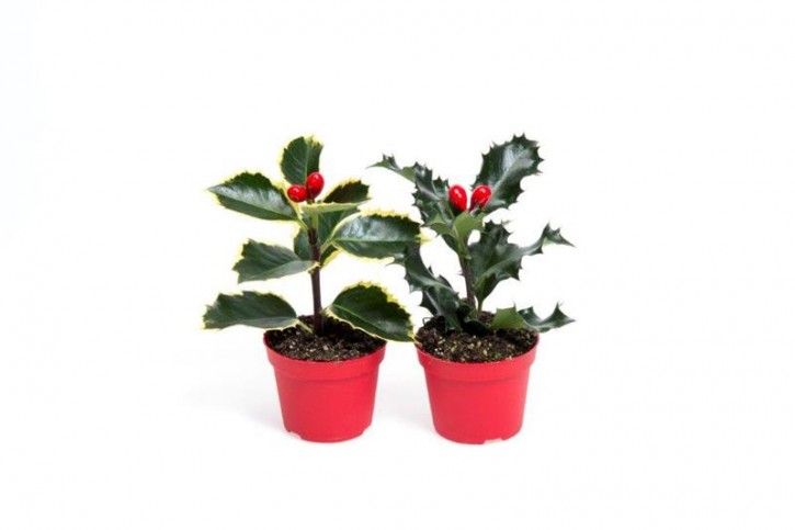 Ilex aquifolium BUNT T 6 MINI (mit 2 Kunstbeeren)