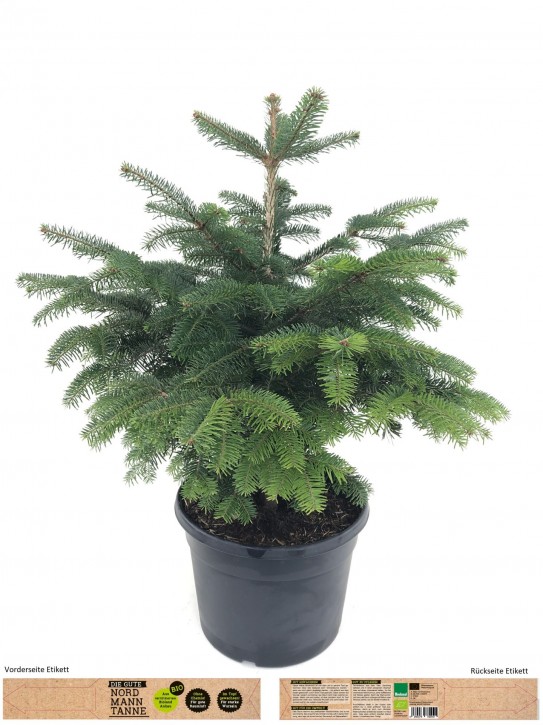 Abies nordmanniana T 30   BIO (im Topf gewachsen)   90 cm