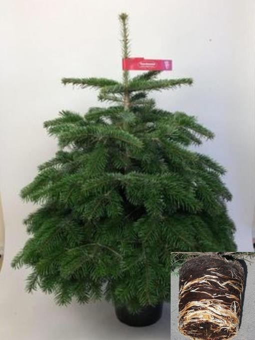 Abies nordmanniana T 27,5;   100 cm