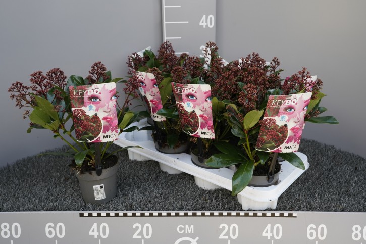 Skimmia japonica 'Mica' T 10   (4 - 5 Dolden)