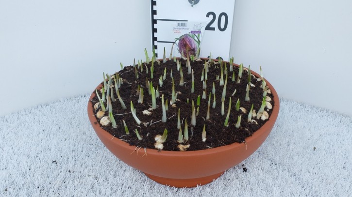 Fritillaria meleagris T 32 (80 ppp) Tonschale