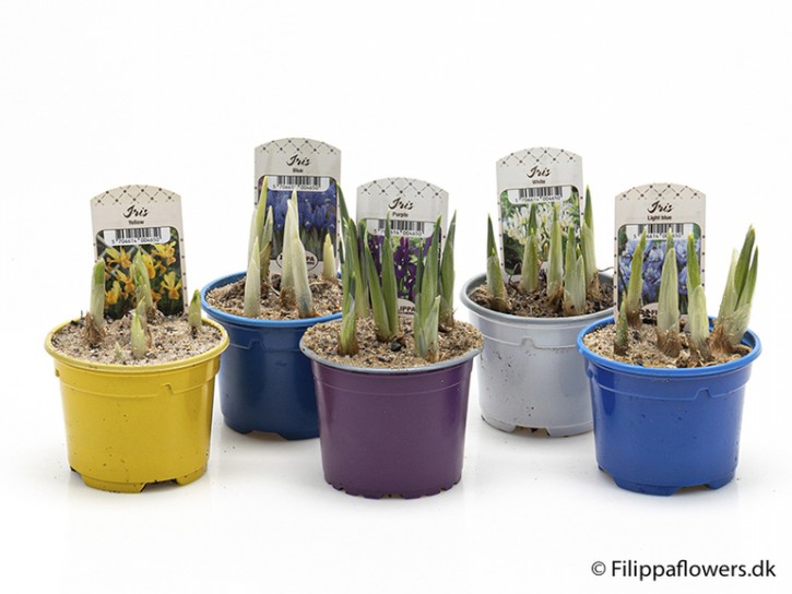 Iris sibirica   T 9   MIX