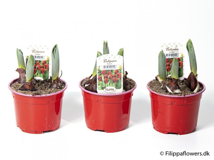Tulipa-Hybrid 'Rococo' (rot) T 10