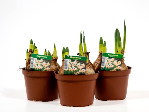 Narcissus T 11 'Geranium'  weiß, orange Mitte