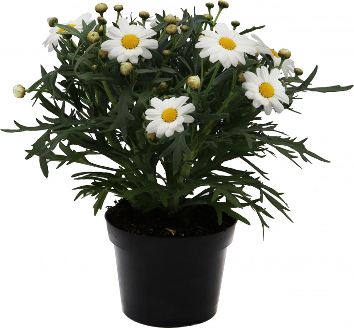 Argyranthemum frutescens 'Perfect White'   T 10,5