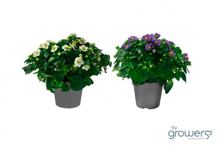 Exacum affine   T 6   MINI BLAU