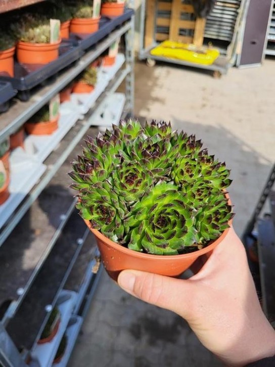 Sempervivum 'Autumn' T 12