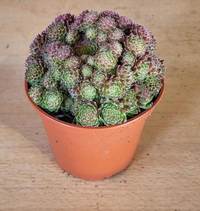 Sempervivum calcareum 'Bicolor'   T 11