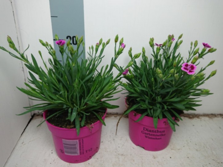 Dianthus caryophyllus 'Early Love' T 12
