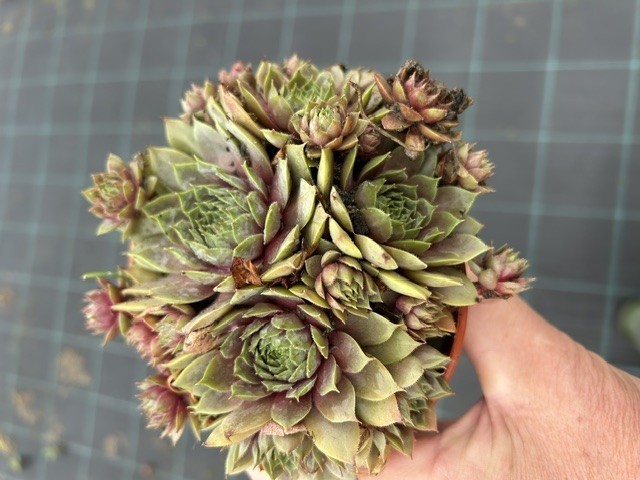 Sempervivum 'Bronze'  T 12