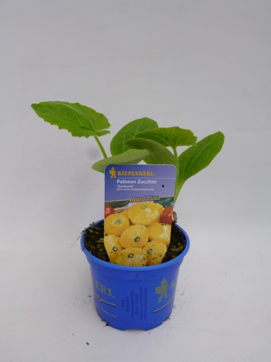 Zucchini (gelb) 'Sunburst'   T 10,5