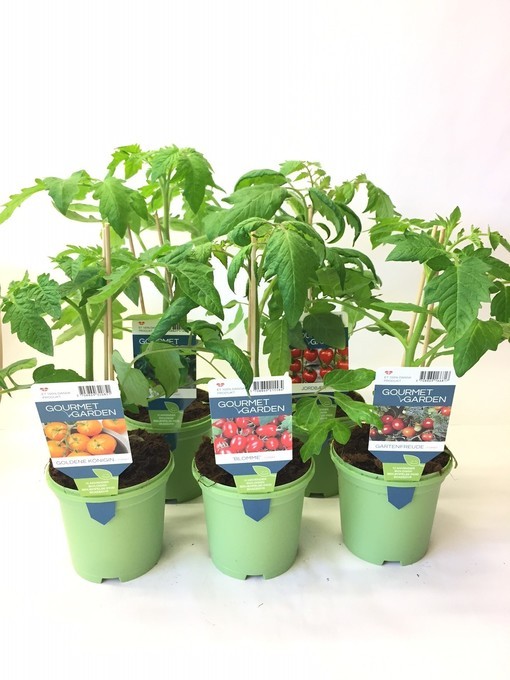 Tomaten-Jungpflanzen T 11  MIX-Lage (dk)