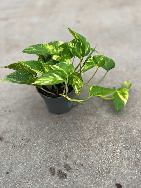 Epipremnum pinnatum 'Aureum' T 12