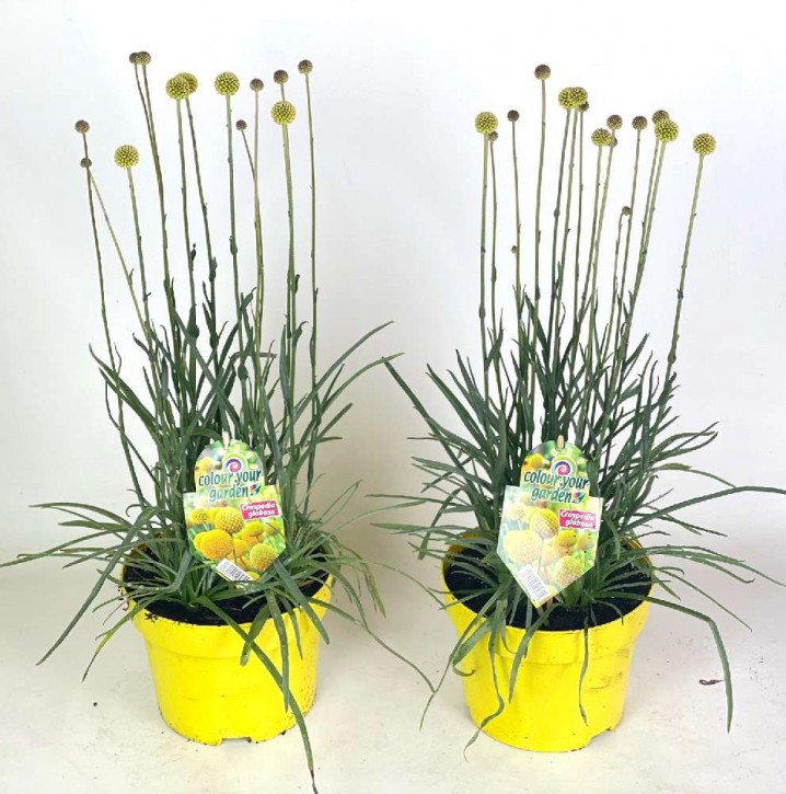 Craspedia globosa 'Golf Beauty' T 19
