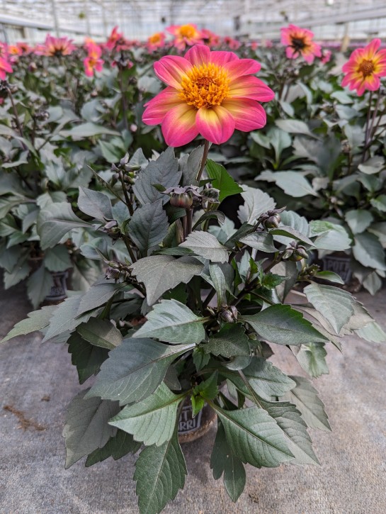 Dahlia-Hybriden 'Happy Days'   T 13   MIX