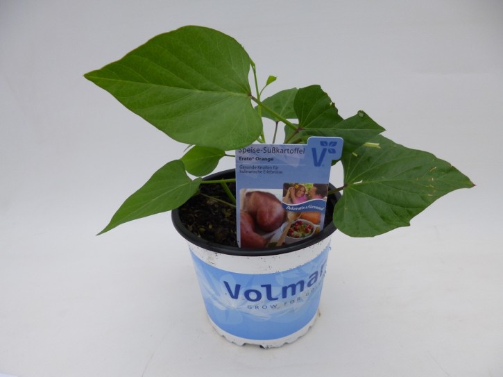 Ipomoea babatas 'Erato'  T 13